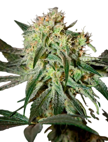 Damn Sour | PHOTOFEM | Greenhouse Seed Co.