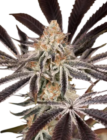 Dark Phoenix | PHOTOFEM | Greenhouse Seed Co.