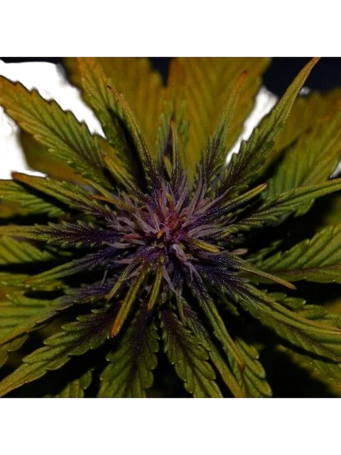Dark Rose CBD Auto | AUTOFEM | Elite Seeds