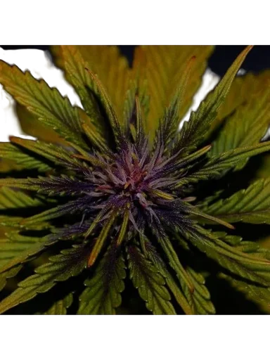 Dark Rose CBD Auto