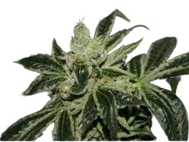 Dark Star