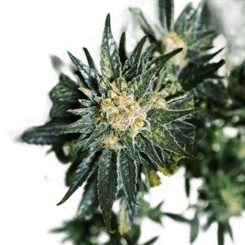 DC Kush | PHOTOFEM | Doctors Choice