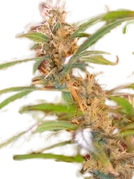 Afghan Haze | PHOTOREG | Mr. Nice Seedbank