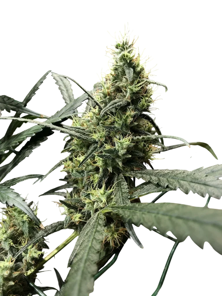 Afghan Haze | PHOTOREG | Mr. Nice Seedbank