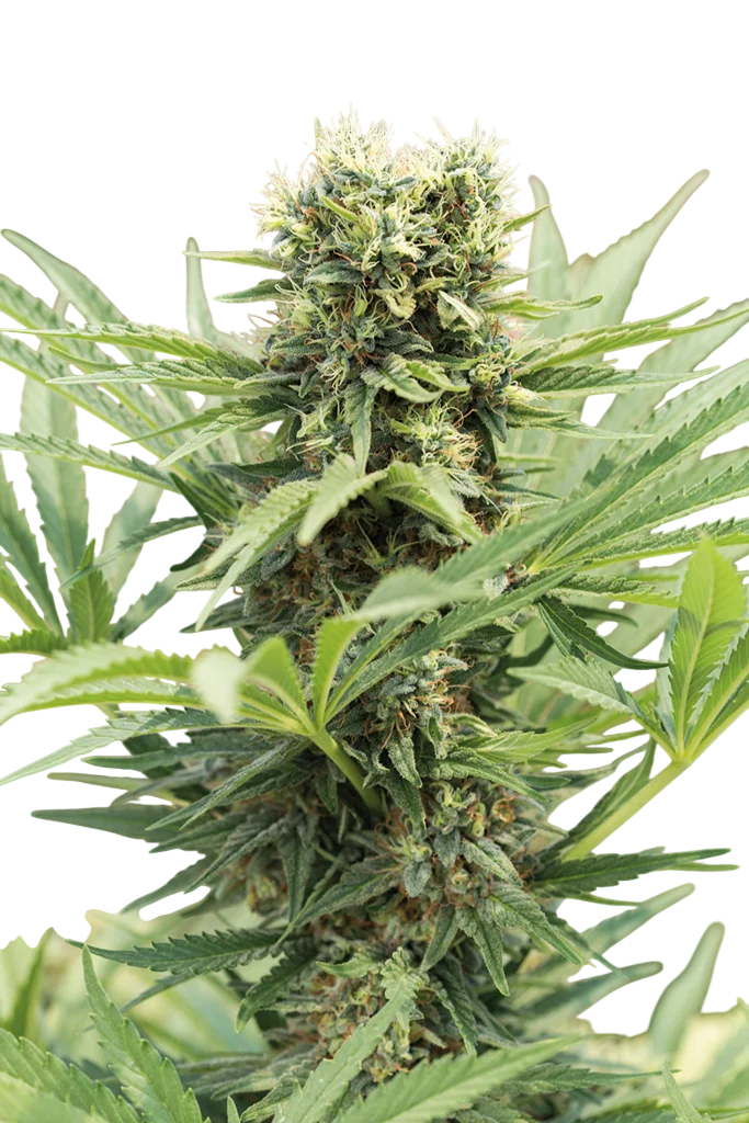 Dedoverde Haze | PHOTOFEM | Humboldt Seed Org.