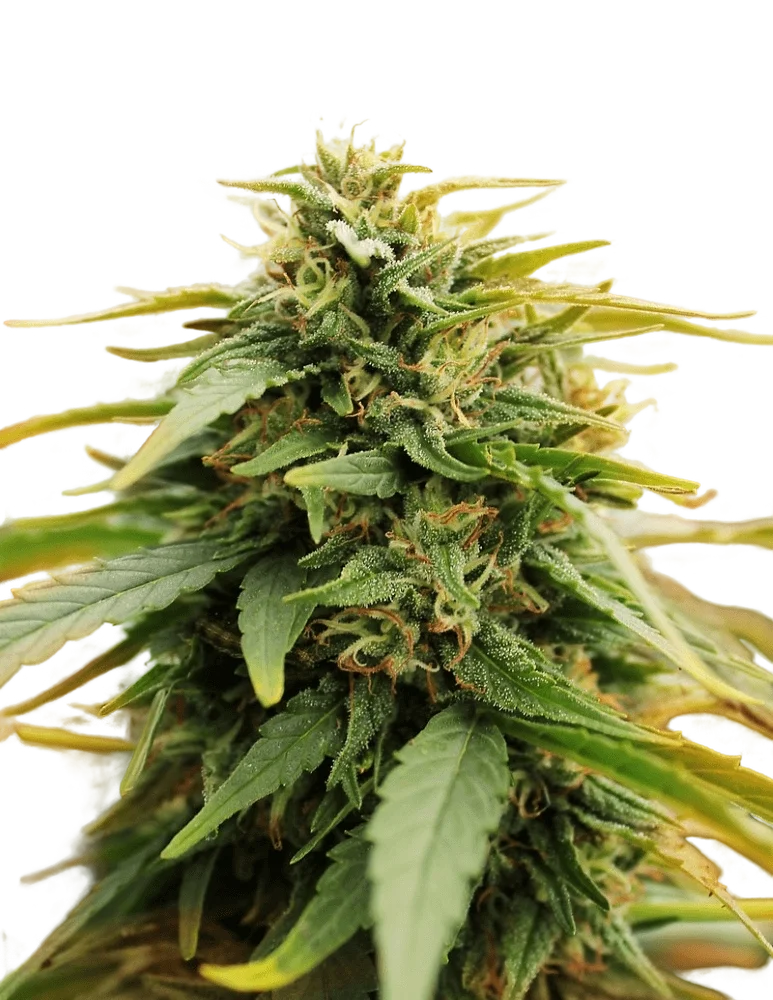 Deep Forest Super Auto | AUTOFEM | Doctors Choice