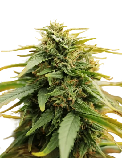 Deep Forest Super Auto