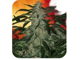 Deimos Auto