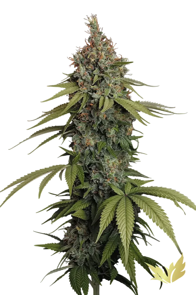Delahaze | PHOTOFEM | Paradise Seeds