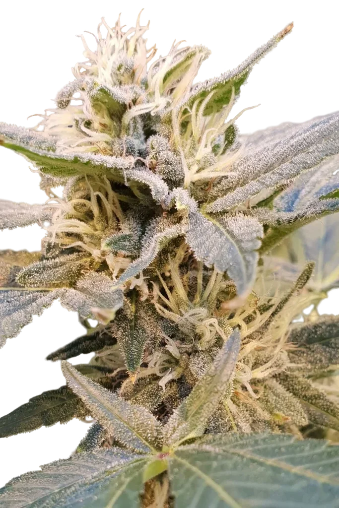 Delight CBD – Produktansicht