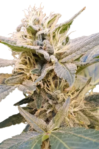 Delight CBD