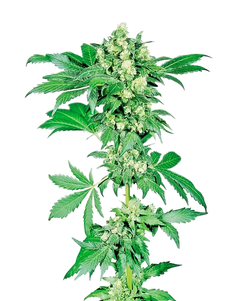 Afghani #1 | PHOTOREG | Sensi Seeds