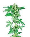 Afghani #1 | PHOTOREG | Sensi Seeds