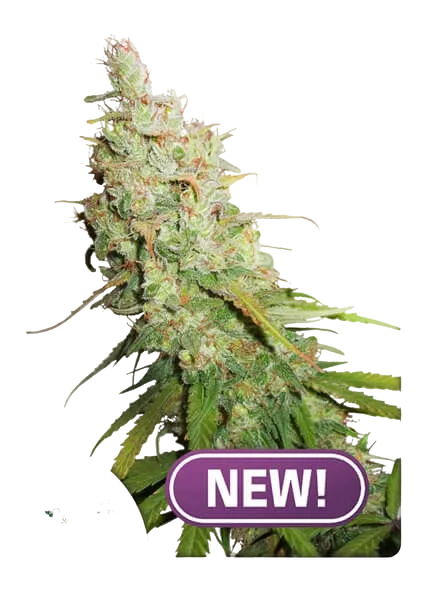 Desfran Auto | AUTOFEM | Dutch Passion