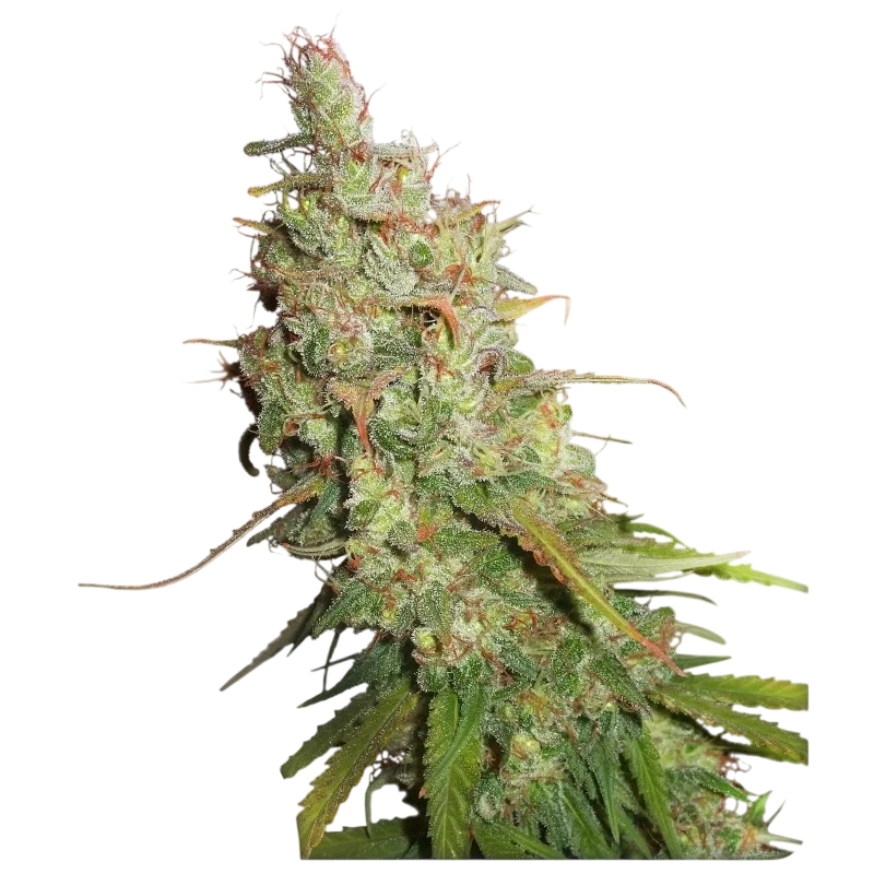 Desfran Auto | AUTOFEM | Dutch Passion
