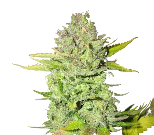 Devil Fruit | PHOTOFEM | Medical Seeds