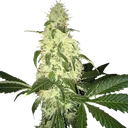 Afghaniberry | PHOTOREG | T.H. Seeds