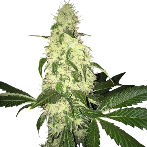 Afghaniberry