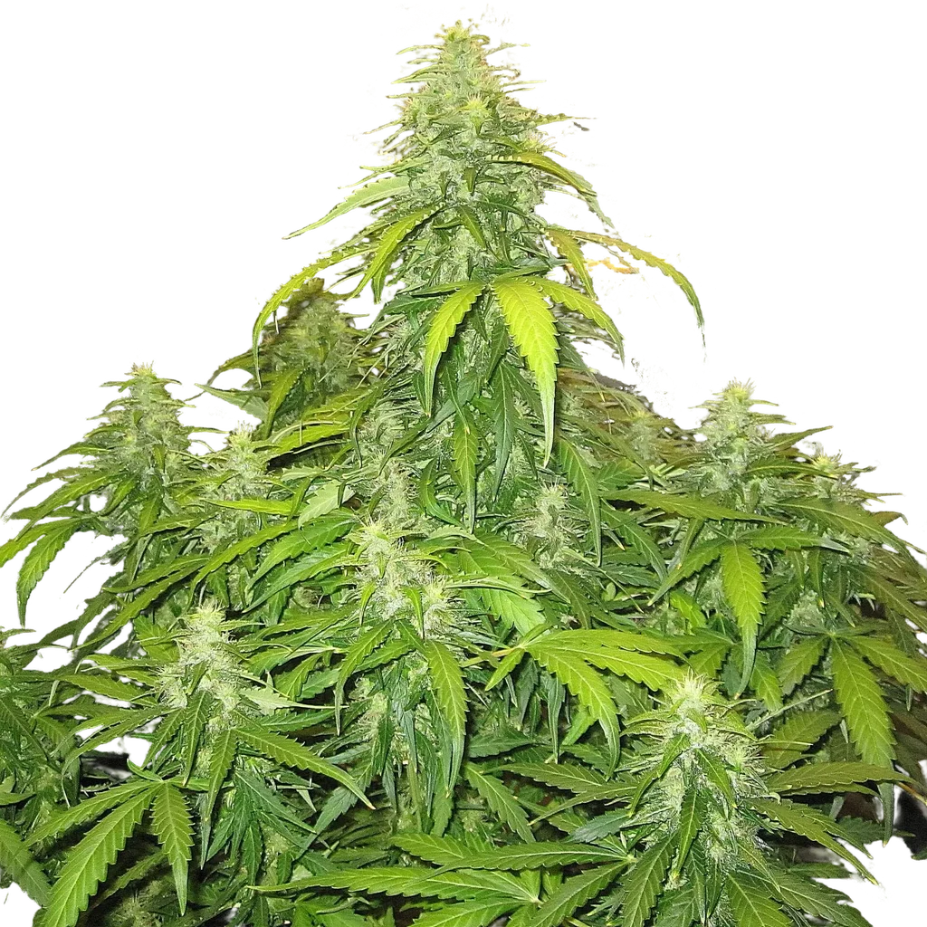 Devotchka Auto | AUTOFEM | Doctors Choice
