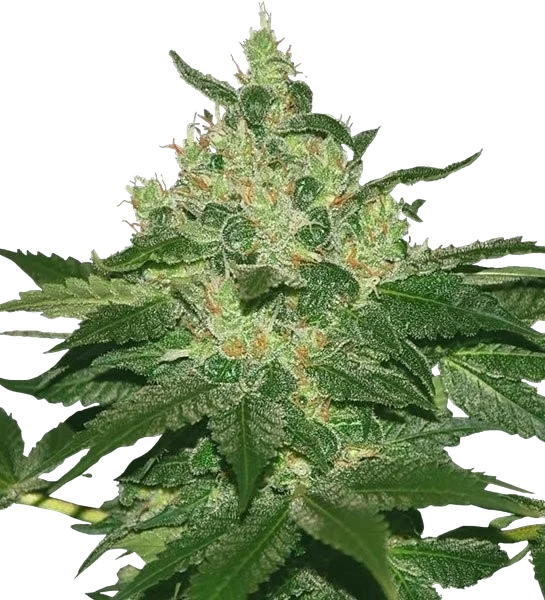 Afghan Kush | PHOTOFEM | Tiger One Bulk
