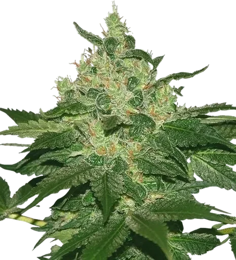 Afghan Kush