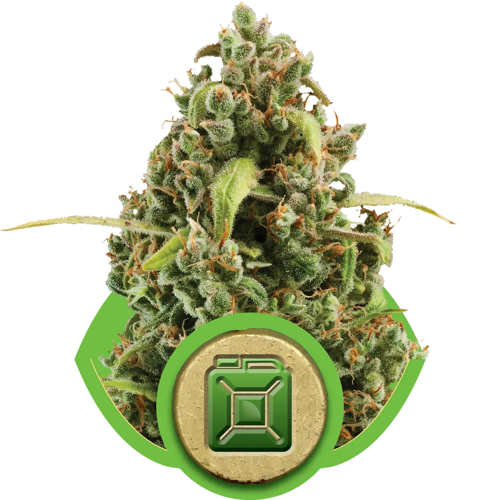 Diesel Auto | AUTOFEM | Royal Queen Seeds