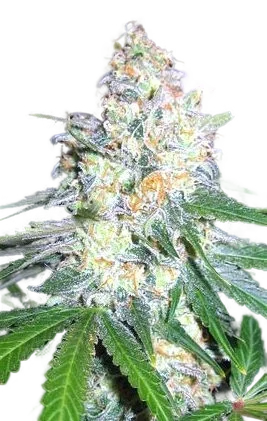 Diesel Berry Cough