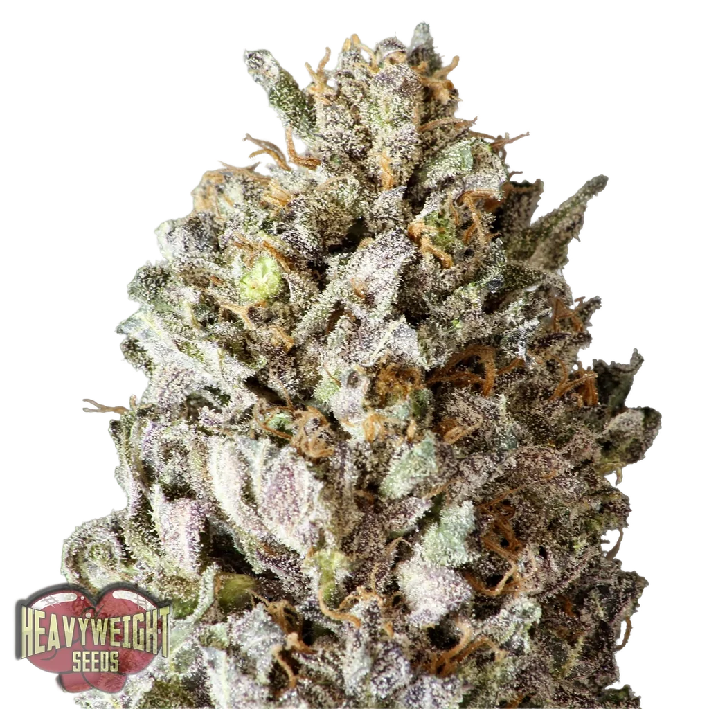 Diesel Drift | PHOTOFEM | Heavyweight Seeds