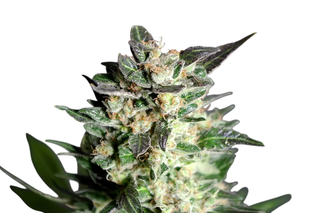 Diesel Glue | PHOTOFEM | Kannabia Seeds