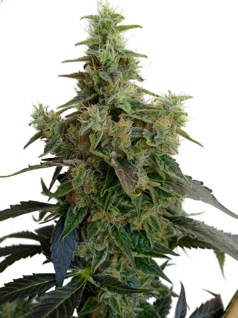 Dieseltonic | PHOTOFEM | Resin Seeds
