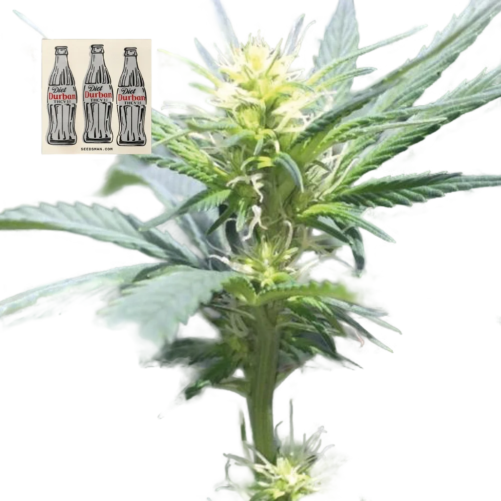 Diet Durban THCV 1:1 | PHOTOFEM | Seedsman
