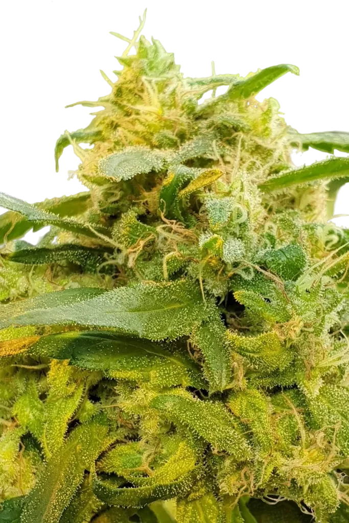 Divine CBD – Produktansicht