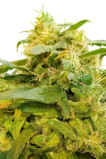 Divine CBD