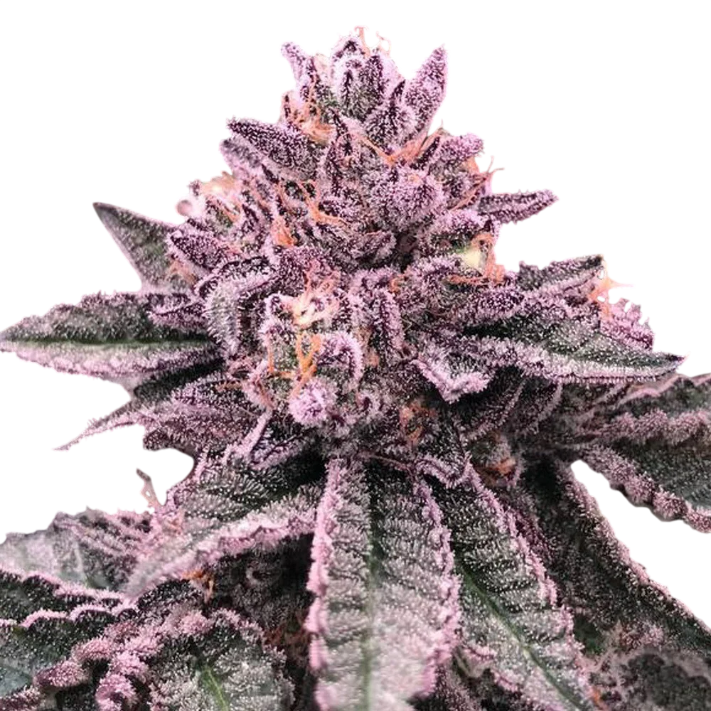 DNA Cake | PHOTOFEM | DNA Genetics
