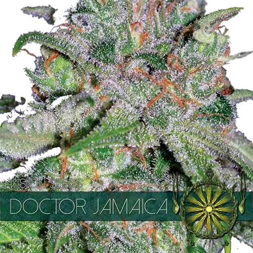 Doctor Jamaica | PHOTOFEM | Vision Seeds