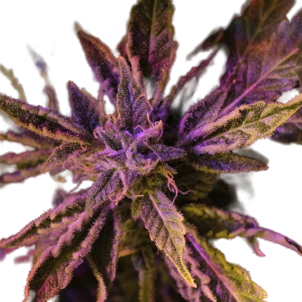 Doctors Choice #1 Auto | AUTOFEM | Doctors Choice