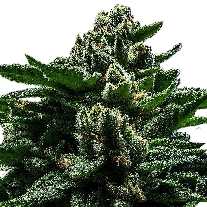 DO-G | PHOTOFEM | Ripper Seeds