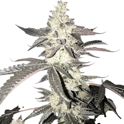Dolato S1 | PHOTOFEM | In House Genetics