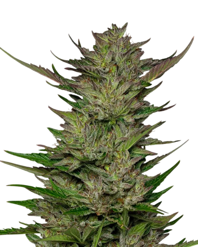 Don Carlos | PHOTOFEM | Humboldt Seed Co.