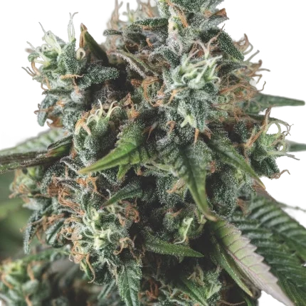 Do-Si-Dos Auto