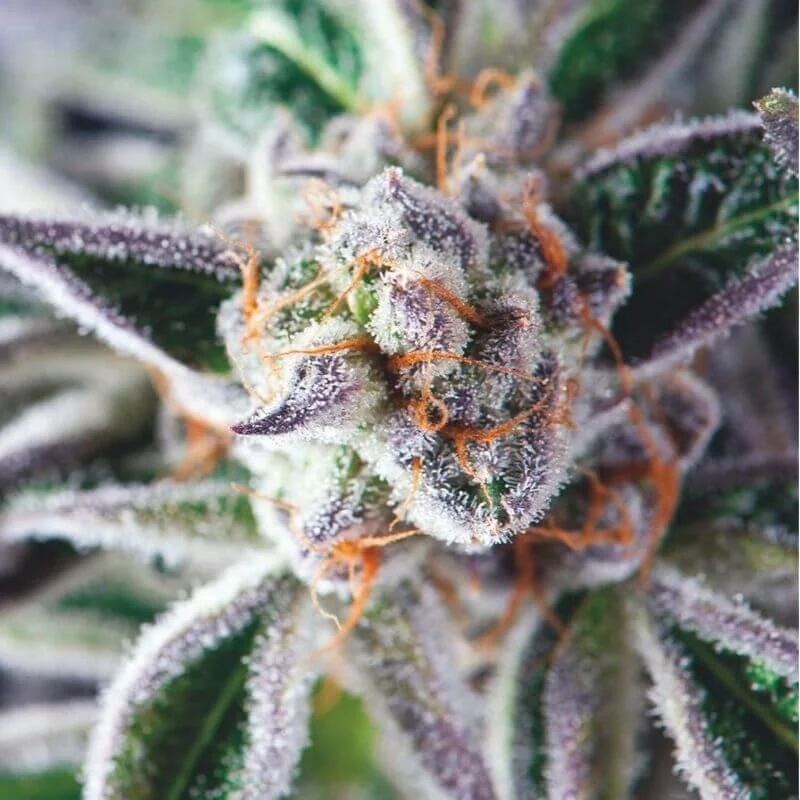Do-Si-Dos | PHOTOFEM | Pyramid Seeds