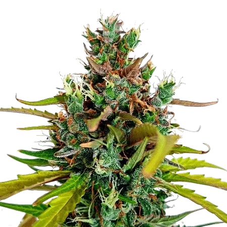 Do-Si-Dos Auto | AUTOFEM | Expert Seeds