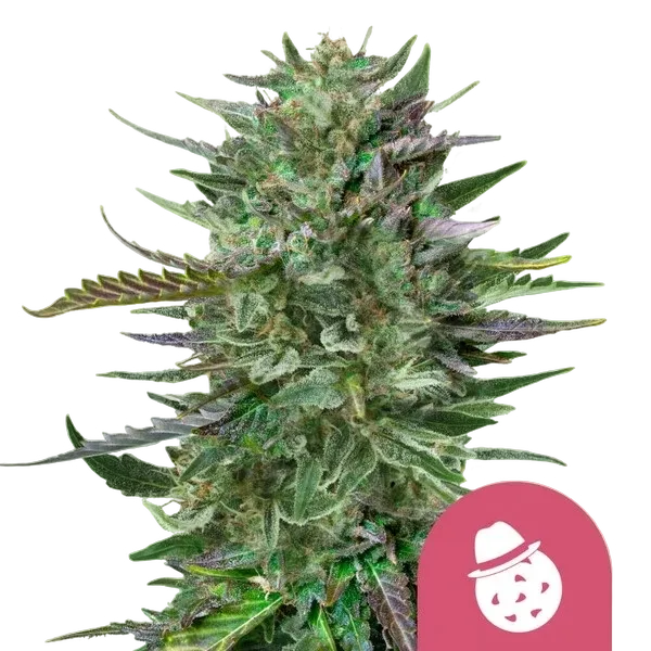 Do-Si-Dos | PHOTOFEM | Royal Queen Seeds
