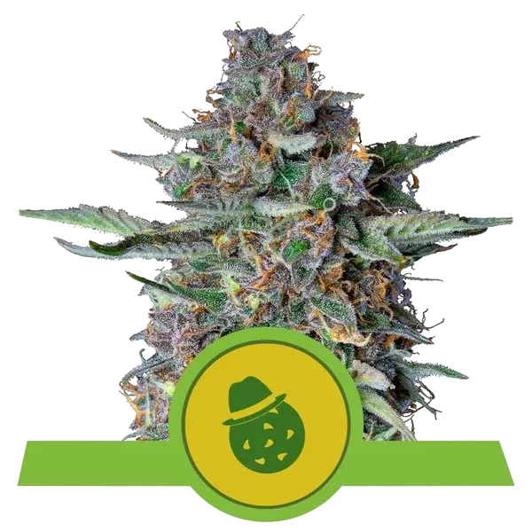 Do-Si-Dos Auto | AUTOFEM | Royal Queen Seeds