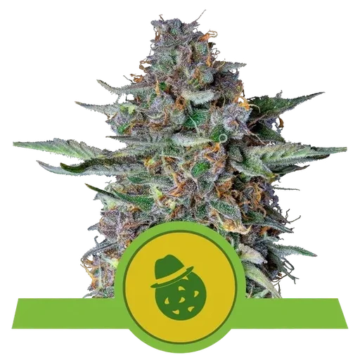 Do-Si-Dos Auto