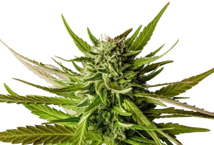 Do-Si-Dos | PHOTOFEM | Kannabia Seeds