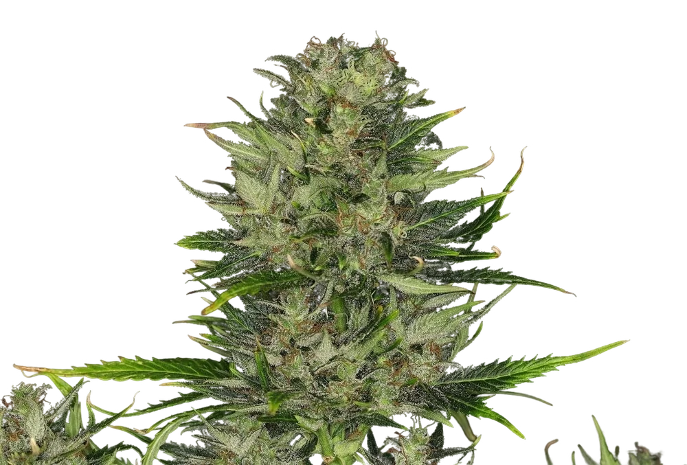 DoSiDos Auto | AUTOFEM | Kannabia Seeds