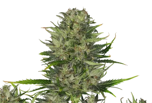 Do-Si-Dos Auto