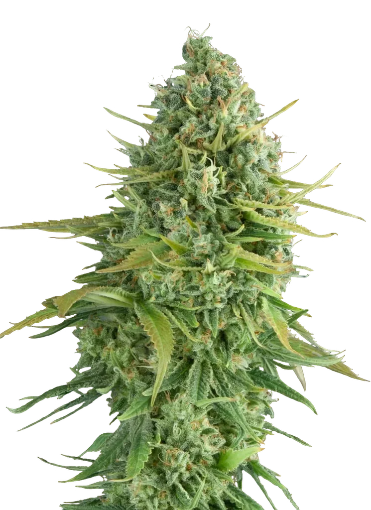 Do-Si-Dos Cookies Auto – Produktansicht