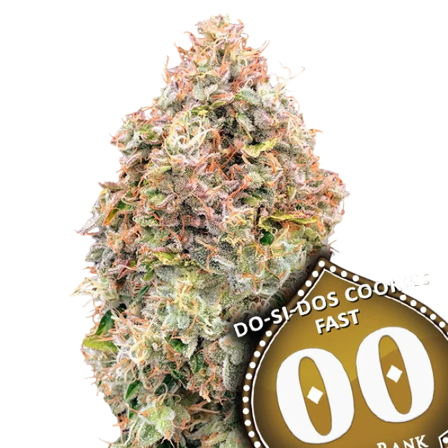 Do-Si-Dos Cookies FAST | PHOTOFEM | 00 Seeds